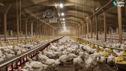 Broiler chicken farm investigation