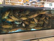 Sale of fish in stores