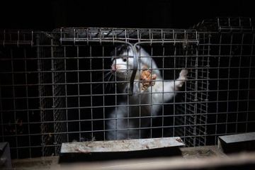 Unique opportunity to ban animal fur farming across the European Union! European Citizens' Initiative Fur Free Europe is launched