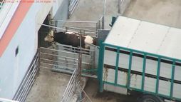 Slaughterhouse investigation - arrival of cattle and horses