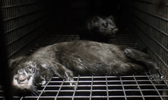 Mink fur farming 