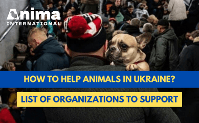 How to help animals in Ukraine? List of organisations to support
