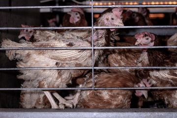 Shocking report “The Death of Hens” reveals systemic animal suffering