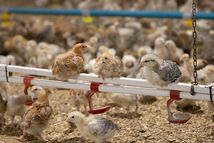 Rearing laying hens farm