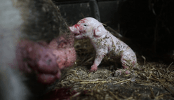 Pig gestation crates & weaning 