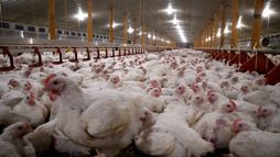 Footage from inside a broiler farm - UK - 2020
