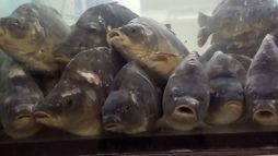 Fish in stores