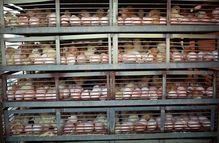 Broiler chicken hatchery facility