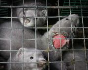 Investigation into fur farms