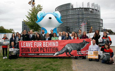 We fight for the fur farming ban in the European Parliament