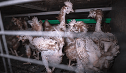 Caged laying hens farming