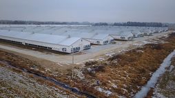 Drone footage of factory farms