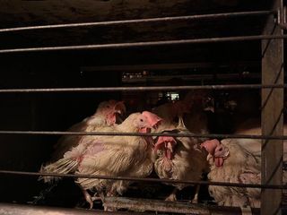 Anima International’s investigation reveals dreadful conditions at a laying hen farm of the biggest egg producer in the European Union and a major exporter