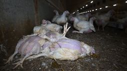 Investigation into broiler farm supplying Lidl in 2022