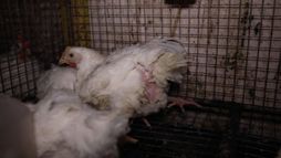 Caged broiler chicken farm